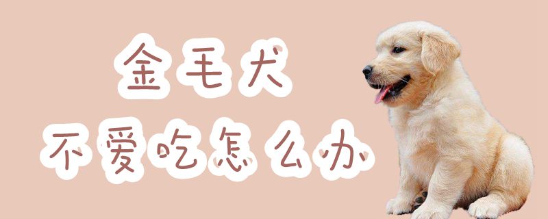 金毛犬不爱吃怎样办