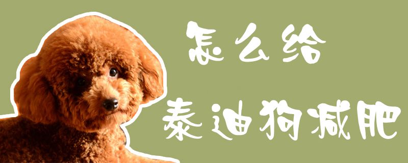 怎样给泰迪狗减肥1