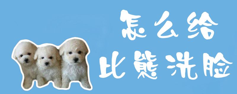 怎样给比熊洗脸1