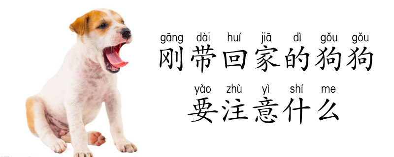 刚刚戴回家的狗狗要注沉什么
