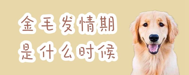 金毛发情期是什么时间