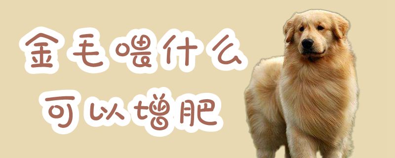 金毛喂什么不妨增肥