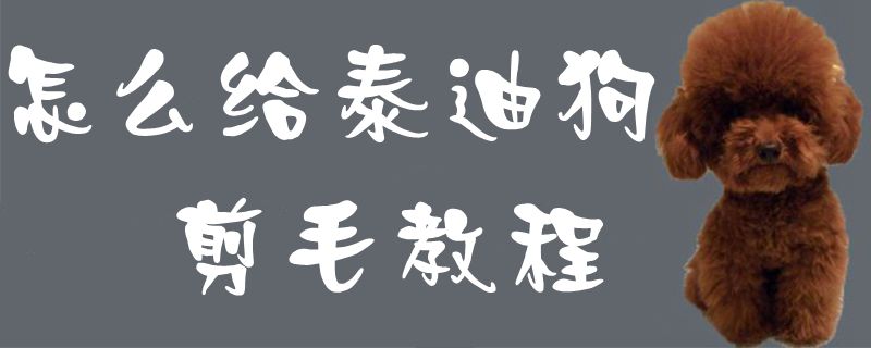 怎样给泰迪狗剪毛教程1