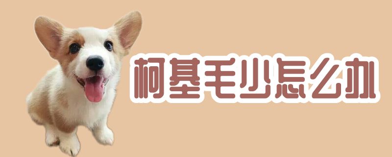 柯基毛少怎样办