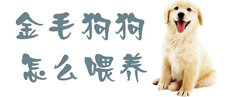 金毛狗狗怎样豢养1