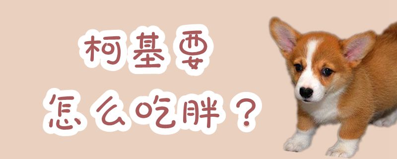 柯基要怎样吃肥