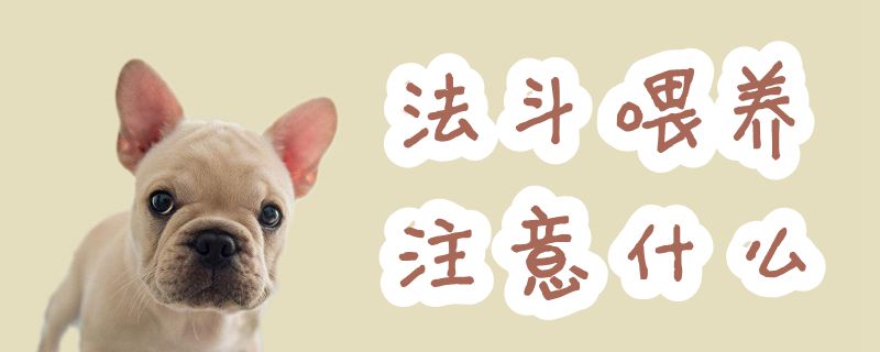 法斗豢养注沉什么