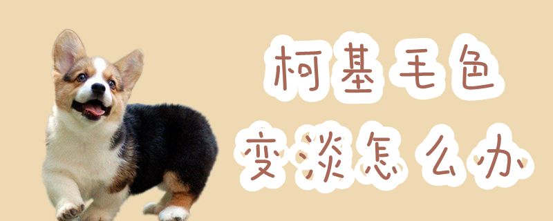柯基毛色变淡怎样办