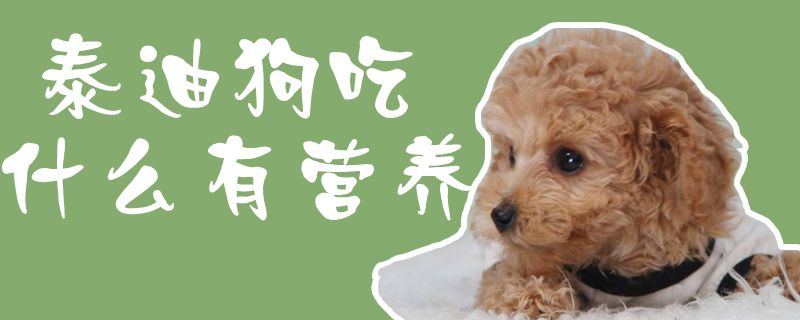 泰迪狗吃什么有养分1