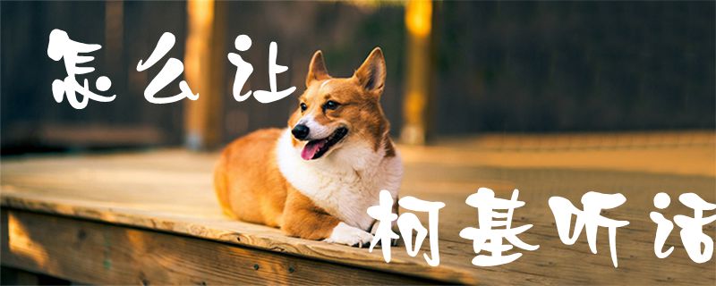 怎样谁人柯基调皮1