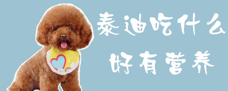 泰迪吃什么好有养分1