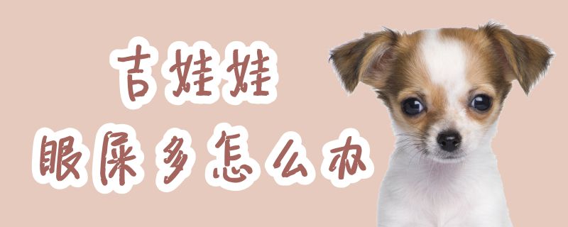 吉娃娃眼屎多怎样办