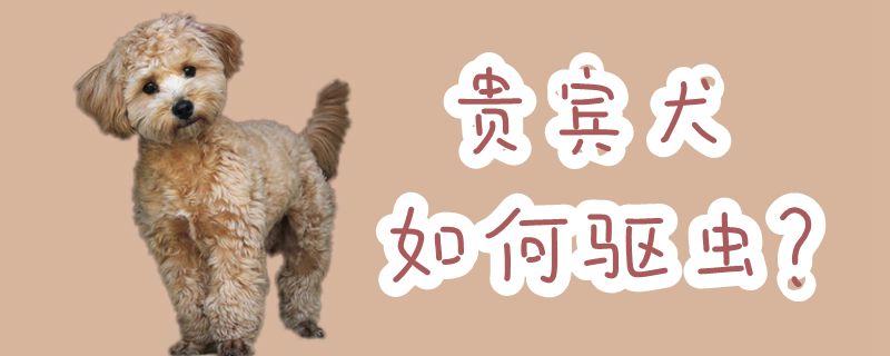 客人犬怎么样驱虫