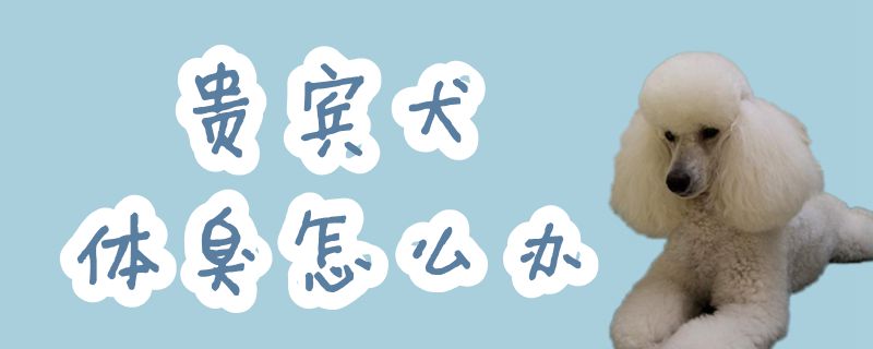 客人犬体臭怎样办