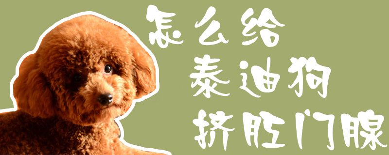 怎样给泰迪狗挤肛门腺1