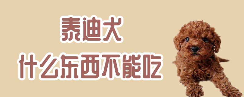 泰迪犬什么物品没有能吃
