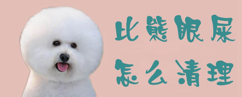比熊眼屎怎样清算1