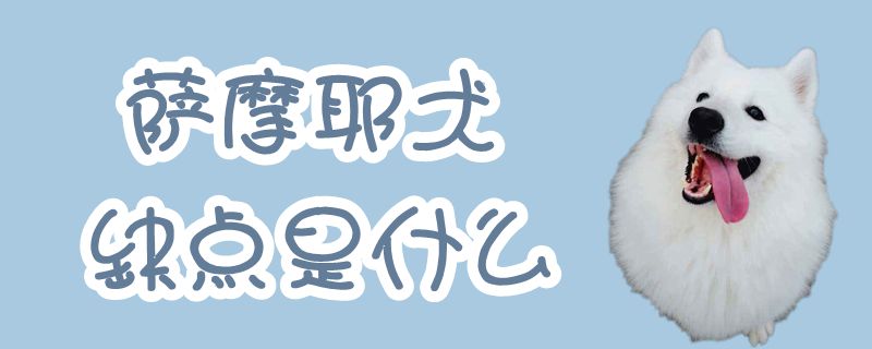 萨摩耶犬缺陷是什么