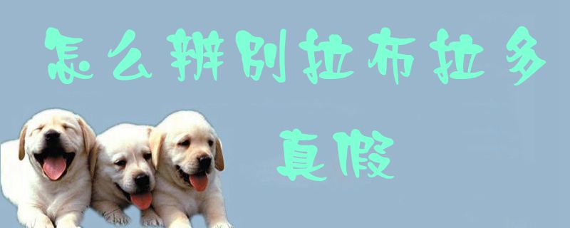 怎样辩别拉布拉多真假1