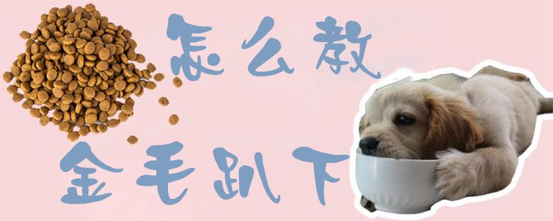 怎样教金毛趴下1
