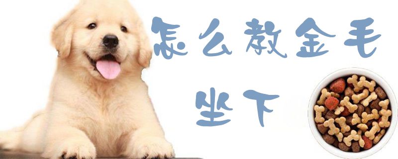 怎样教金毛坐下1