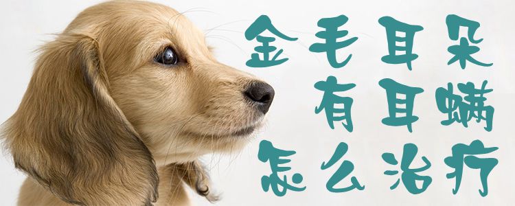 金毛耳朵有耳螨怎样调节1