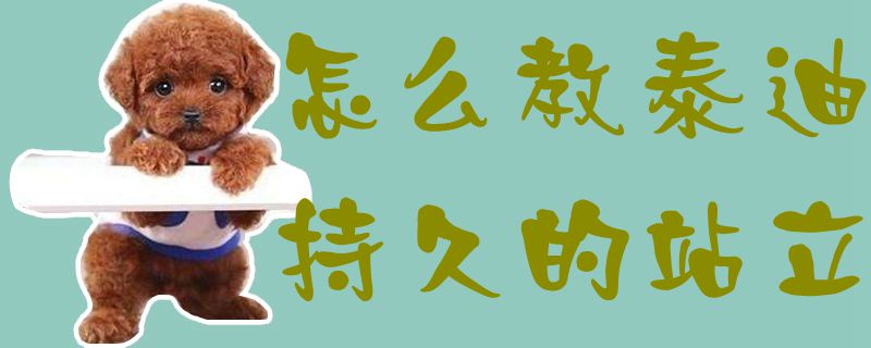 怎样教泰迪长久的站立1