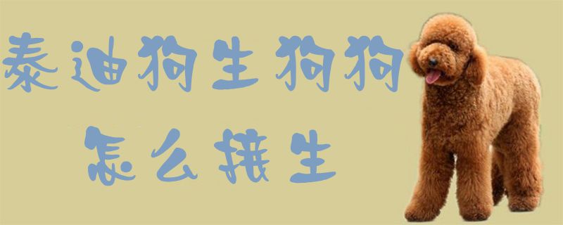 泰迪狗生狗狗怎样交生1