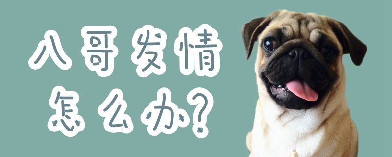 八哥发情怎样办