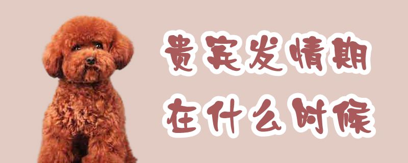 客人发情期在什么时间