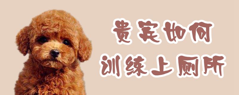 客人怎么样练习上茅厕