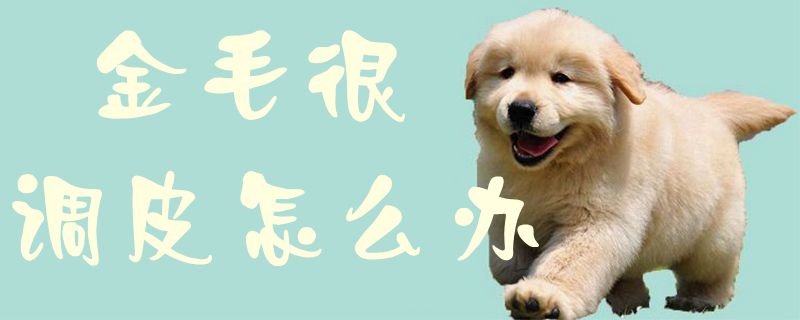 金毛很顽皮 淘气怎样办1