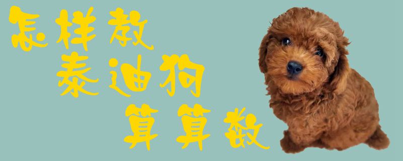 何如教泰迪狗算算数1
