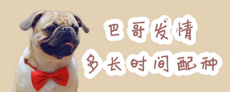 巴哥发情多万古间配种
