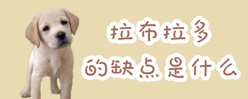 拉布拉多的缺陷是什么