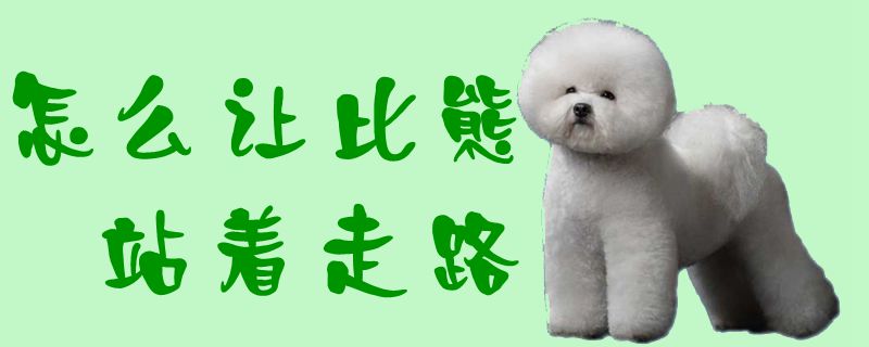 怎样让比熊站着步行1
