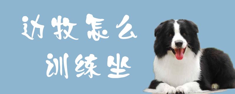 边牧怎样练习坐1