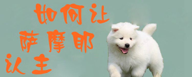 怎么样让萨摩耶认主1
