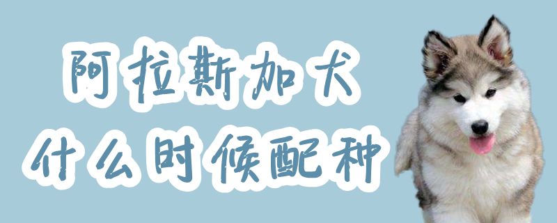 阿拉斯加犬什么时间配种