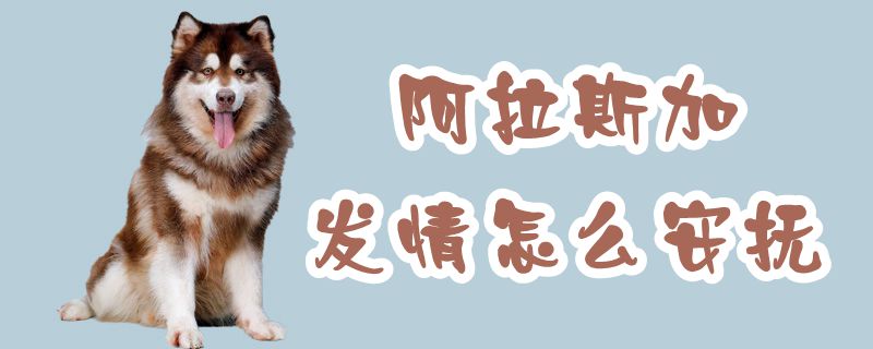 阿拉斯加发情怎样安慰