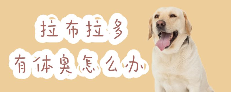 拉布拉多有体臭怎样办
