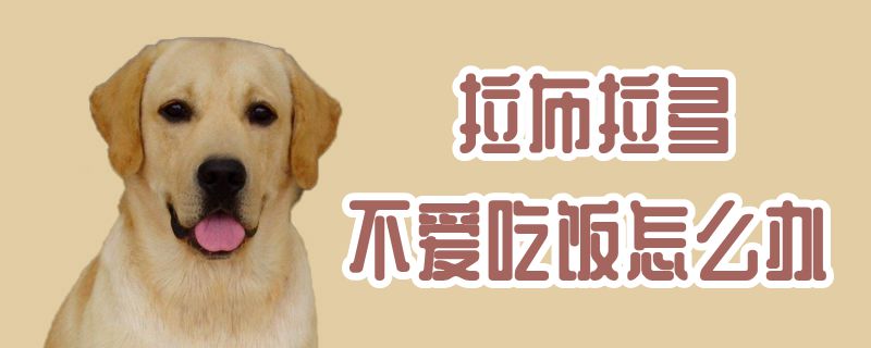 拉布拉多不爱用饭怎样办