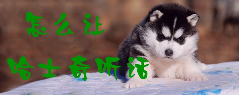 何如让哈士奇调皮1