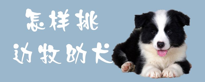何如挑边牧幼犬1