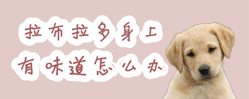 拉布拉多身上隽永讲怎样办