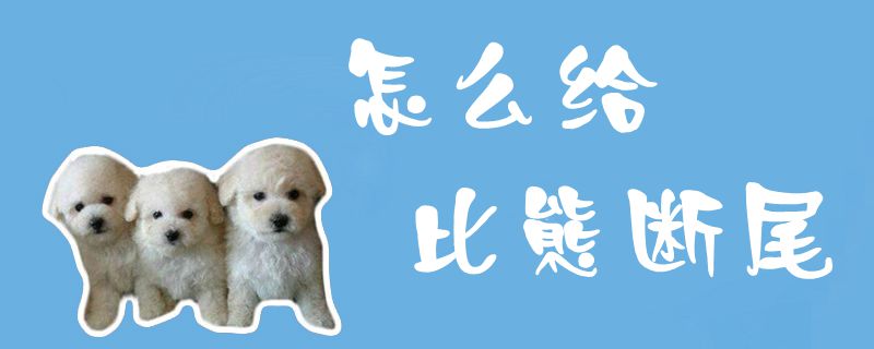 怎样给比熊断尾1
