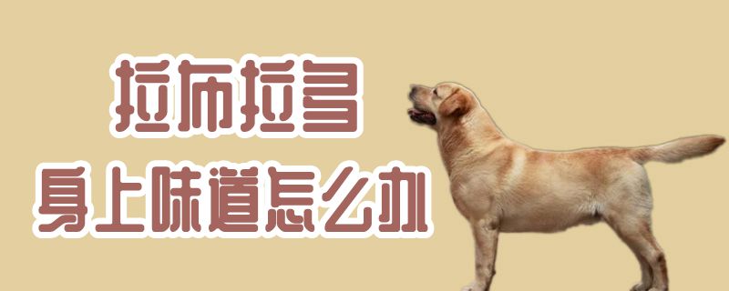 拉布拉多身上味讲怎样办