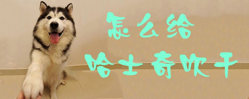 怎样给哈士奇吹搞1
