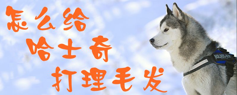 怎样给哈士奇挨理毛发0