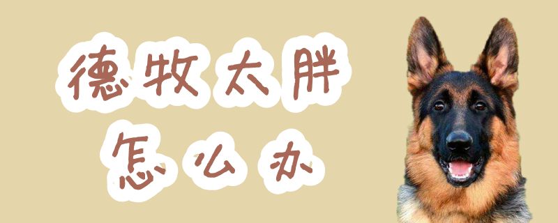 德牧太肥怎样办